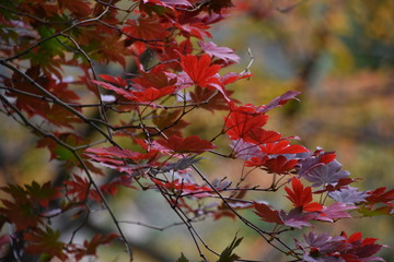 Deep Red Autumn Leaves, Seoraksan National Park, Korea