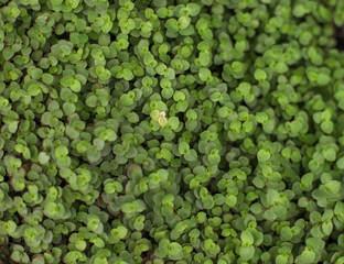 Defocused blur background green flowering leaf