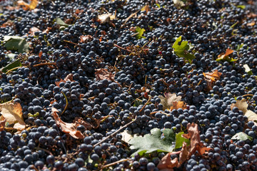 grapes variety Cabernet Sauvignon