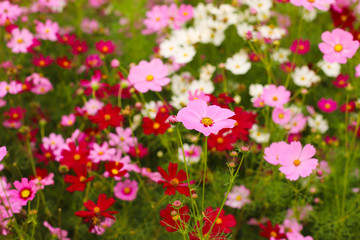 Obraz na płótnie Canvas Colorful blooming cosmos flowers with selective focus