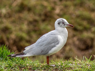 rybitwa