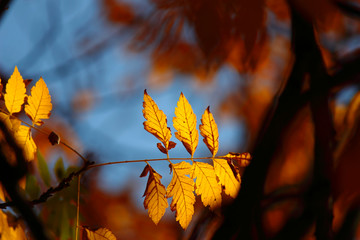 autumn leaves 