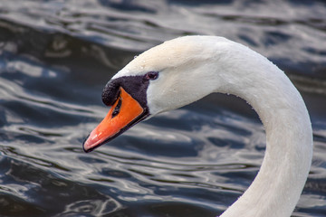 łabędź © Henryk Olszewski