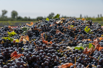 grapes variety Cabernet Sauvignon