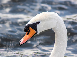 łabędź © Henryk Olszewski