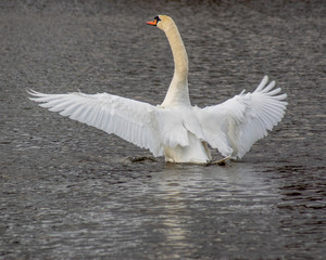 łabędź © Henryk Olszewski