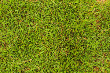 Green natural grass background with selective focus