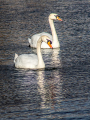 łabędzie © Henryk Olszewski