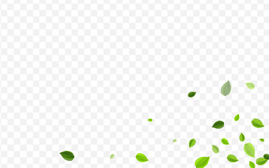 Lime Leaves Vector Border. Olive Foliage Motion 