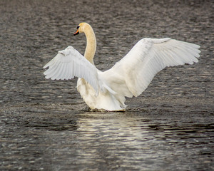 łabędź © Henryk Olszewski
