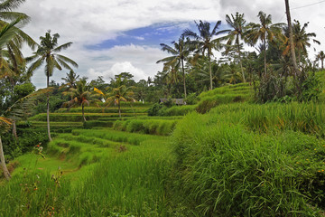 Fototapeta na wymiar Rice terraces