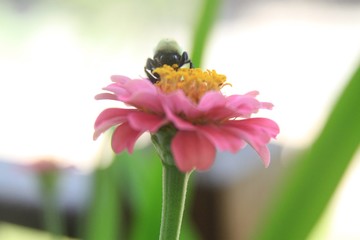 Bee-utiful