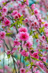 Blue and pink bright floral background. Spring blooming tree branch. Pretty sakura blossom in Asia. Amazing natural background. Trees strewn with pink double cherry flowers