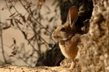 Selective focus rabbit leaning out of the entrance of his burrow in the countryside.