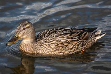 kaczka © Henryk Olszewski