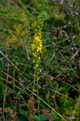 Common agrimony (Agrimonia eupatoria)