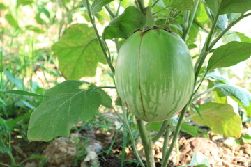 green eggplant in the garden.