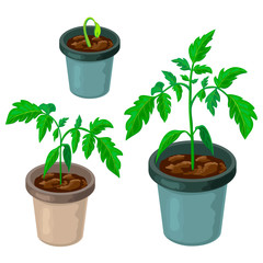 tomato plant in pot isolated. healthy young tomato seedlings potted. Vector realistic illustration of tomato sprouts and growing process in fertile soil. green shoots. springtime gardening or farming.