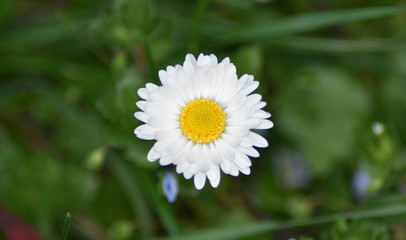 daisy in green grass