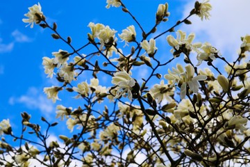 Low angle view on white magnolia tree blossoms against blue sky with cumulus clouds in spring