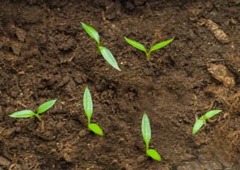 Young green seedlings in the land, gardening
