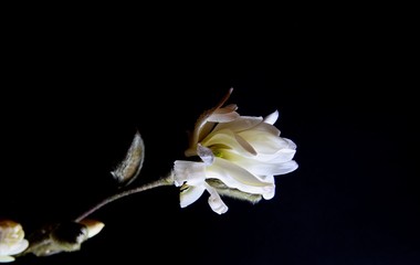 Studio shot of bright shining isolated magnolia tree branch with white blossom and catkin, black background and illuminated by artificial light