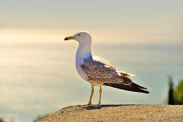 Malaga, Spain - March 4, 2020: A seagull poses on one of the walls of Gibralfaro Castle in Malaga.