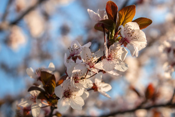 branch of a tree in spring