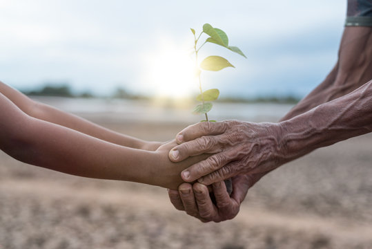 Old man's hand with dry skin and  boy hands holding a tree on the dry arid land