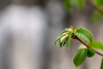 New Spring Leaves