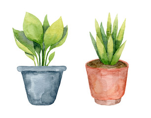 Watercolor cute illustration of home plants in a pot. Green leafy plants.