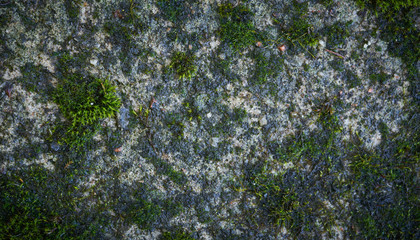 Moss green texture on stone. Moss background