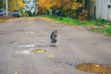 autumn leaves on the road