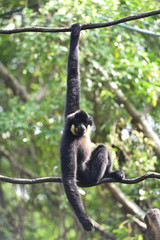 Chimpanzee, a kind of apes