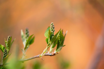 Bird Cherry Flower Buds