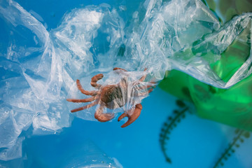 Small crab entangled in a plastic bag. Plastic pollution of the oceans. Ecology and environment protection concept