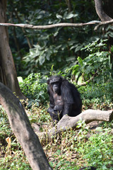 Chimpanzee, a kind of apes
