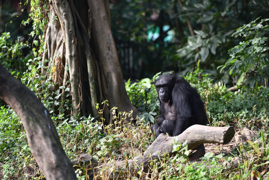 Chimpanzee, a kind of apes