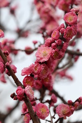 梅の花 春