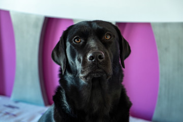 Perro labrador negro posando dentro de casa