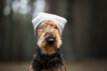 funny airedale terrier dog portrait in a hat outdoors