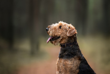 airedale terrier dog portrait in a collar outdoors