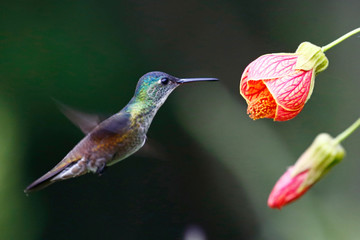 Azure-Crowned Hummingbird with Flower © Jenny Grewal