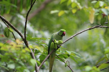 Halsbandsittich frisst Sternfrucht