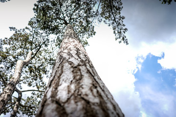 Fototapeta premium Arbre Ciel Soleil