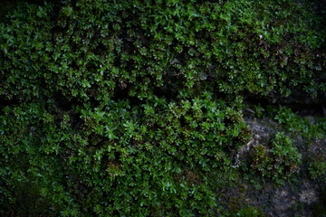 Moss green texture. Moss background. Green moss on grunge texture, background. Long web banner
