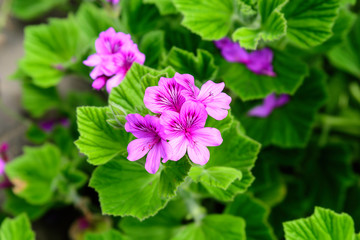 Close up pf small pink Pelargonium flowers (commonly known as geraniums, pelargoniums or storksbills) and blurred fresh green leaves in a garden pot, beautiful outdoor floral background photographed w