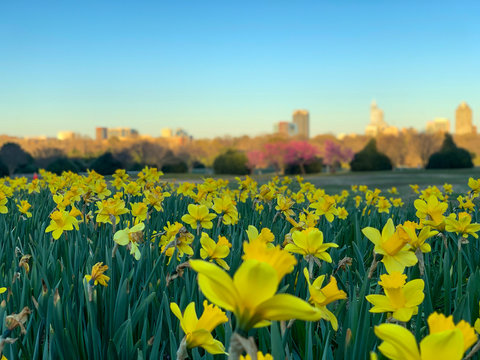 Yellow daffodils in city park