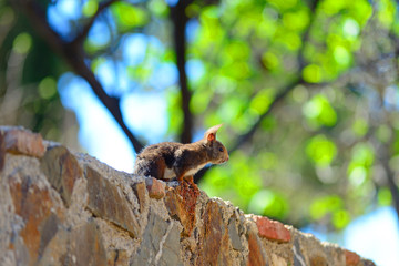 Malaga, Spain - March 4, 2020: A squirrel between the gardens of the Gibralfaro Castle in Malaga.