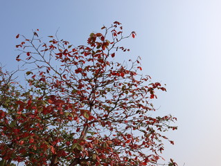 Red leaves in the morning sunshine
